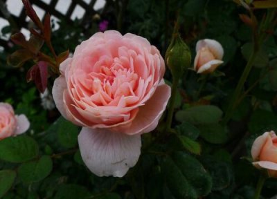 瑞典女王花期时间 瑞典女王花期是什么时候