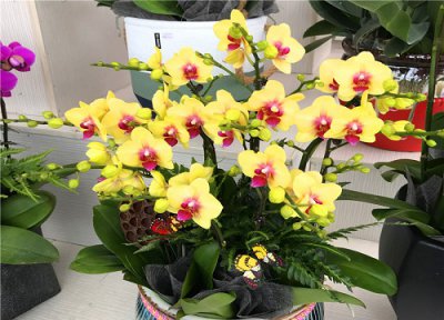 蝴蝶兰花期有多长时间 蝴蝶兰怎样才能开花5个诀窍