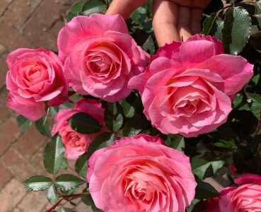 海神王阳台月季优缺点 海神王月季花期是四季开花吗