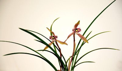 兰花品种名称及图片介绍 兰花同属栽培种及品种、变种