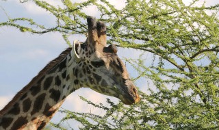 长颈鹿喜欢吃什么食物 长颈鹿喜欢吃的食物