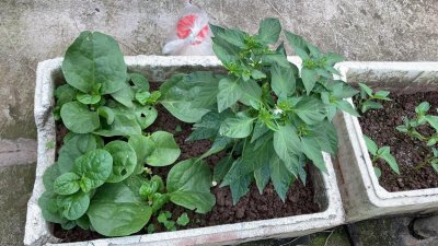 泡沫箱种菜吃了对身体有害吗 泡沫箱种菜吃会致癌吗