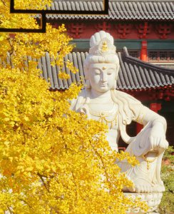 南京银杏树哪里最好看最出名 南京有银杏树的7处景点