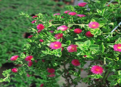 牡丹吊兰有叶无根 牡丹吊兰没根能活吗