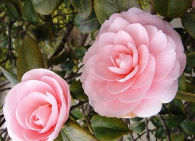 茶花如何施肥更轻松 茶花怎样施肥是正确