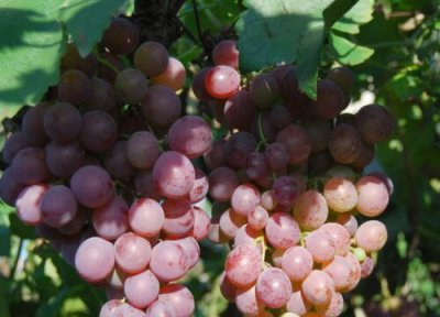 提子带皮吃 提子可以带皮吃吗