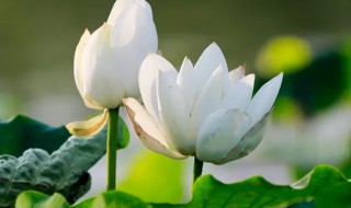 白莲花花语 白莲花的花语是什么