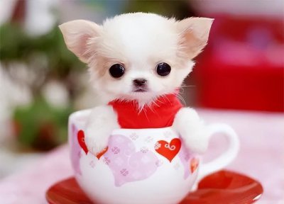 茶杯犬背后的残忍真相 可爱的背后是生不如死