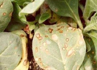 烟叶炭疽病发病原因 烟叶炭疽病的发病原因与治疗方法