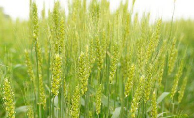 小麦打除草剂导致发黄怎么补救 小麦中了除草剂药害