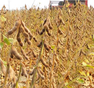 种黄豆的最佳时间在什么时候 黄豆的种植时间和收获周期
