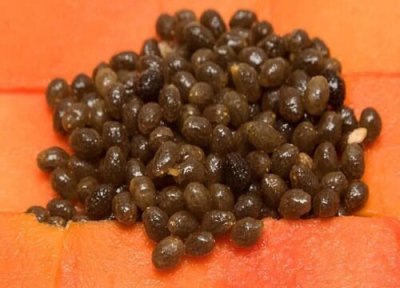 木瓜籽特点 木瓜籽的功效与作用