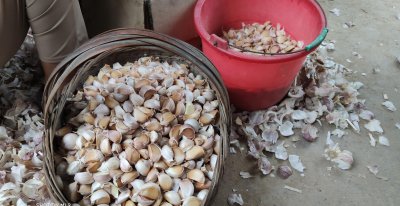 大蒜种植方法过程图解 家里种蒜的正确过程图