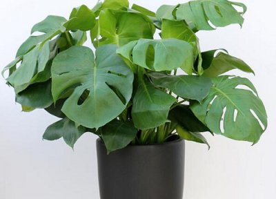 龟背竹可以扦插成活吗 龟背竹怎么扦插枝条易成功