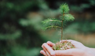 辽宁室外植物有哪些 辽宁室外适合种植的植物有哪些