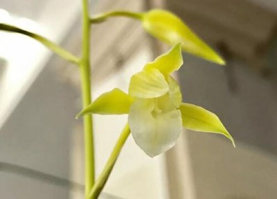 寒兰什么时候开花 花期在几月份