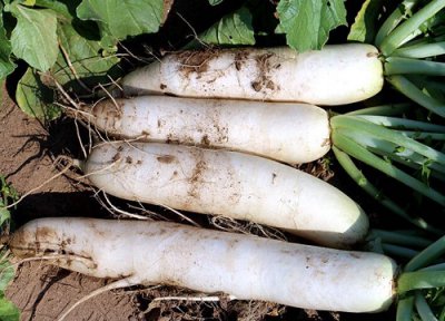 萝卜栽种步骤 萝卜怎么种植方法