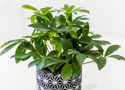 鸭脚木的风水作用 摆放在哪里合适