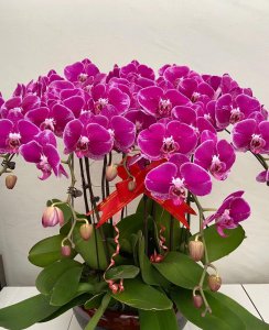 蝴蝶兰花谢后怎么处理才能让它开花 蝴蝶兰开完花如何修剪