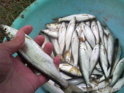 白条鱼怎么钓上钩快 垂钓白条鱼的正确方法和技巧