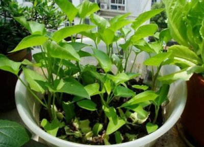 端午前后适合种什么蔬菜 清明节前后适合种什么蔬菜