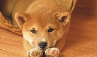 狗狗碳水吃多了会怎样 狗狗碳水吃多的后果