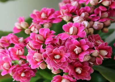 怎么才能养好长寿花 如何养护叶绿花艳