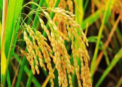 早稻产地与产量 早稻什么时候收割