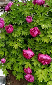 我国的国花为什么是牡丹花 在家中种植牡丹的注意事项