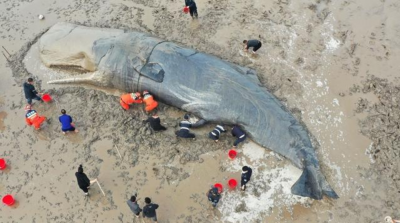 搁浅鲸鱼为什么救不活 为什么鲸鱼搁浅救援非常困难