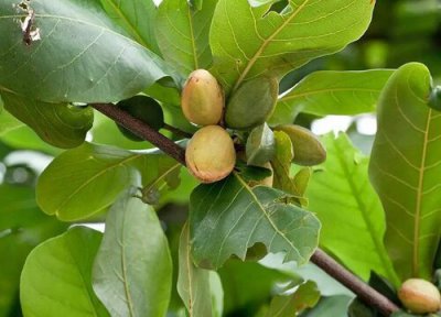 榄仁叶是什么树的叶子 榄仁叶是什么树长的叶子