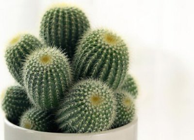 仙人球几点开花时间 什么时候开花 早上还是晚上