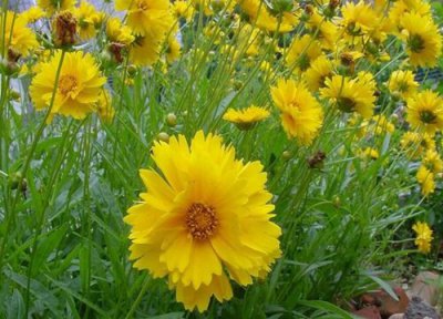 金鸡菊花期 金鸡菊花期是什么时候