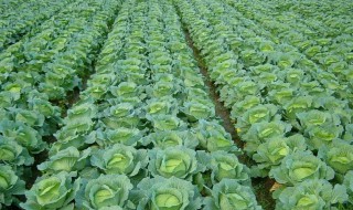 甘蓝在运输过程中如何保鲜 甘蓝在运输中怎么保鲜