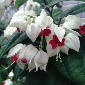 喜欢花花草草的女人是什么样的人 养花草女人的性格类型