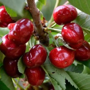 美早大樱桃最佳授粉树是什么品种 樱桃配什么授粉树搭配