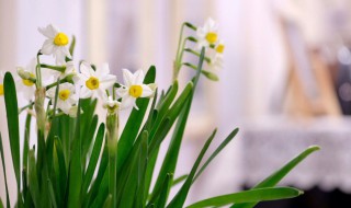 过年家里摆什么花合适 过年家里摆哪种花更好