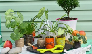 日本姬竹养殖方法 日本姬竹养殖怎么养