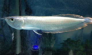 龙鱼跳缸是凶是吉 龙鱼跳缸死了是凶是吉