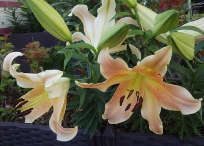 百合花如何种植 具体种植步骤