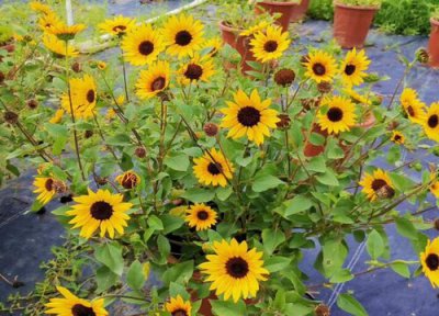 向日葵一盆种几棵 向日葵一盆种几株好