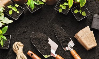 在家种植墨竹的方法 如何种植墨竹