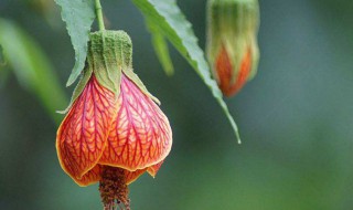 灯笼花怎么养才长得好 灯笼花的养殖技巧