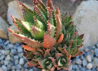 如何扦插芦荟长满一大盆 芦荟长了小芦荟能插活吗