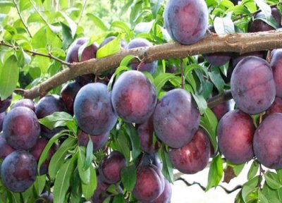 李子树发芽后死了是什么原因 刚发芽就枯萎是什么病