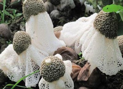 竹荪网全部扔掉吗 新鲜的竹荪要剪掉上面的网吗