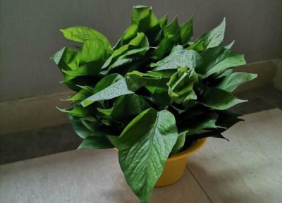 绿萝可以在室外养吗 绿萝室内养还是室外养更适合