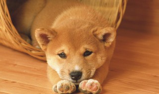 冬季狗狗要注意什么东西 冬季狗狗的注意事项