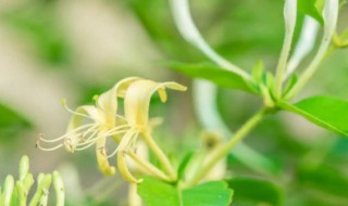 金银花的功效与禁忌症 金银花的功效与禁忌介绍