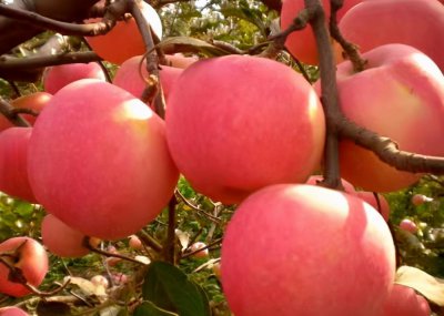 红富士苹果产自中国吗 烟台红富士苹果为什么这么受欢迎